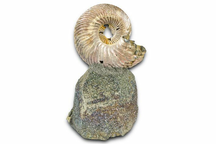 Iridescent Pyritized Ammonite (Quenstedticeras) Fossil Display #368843